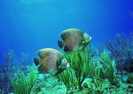 環(huán)境影響評(píng)價(jià)、排污許可證、應(yīng)急預(yù)案